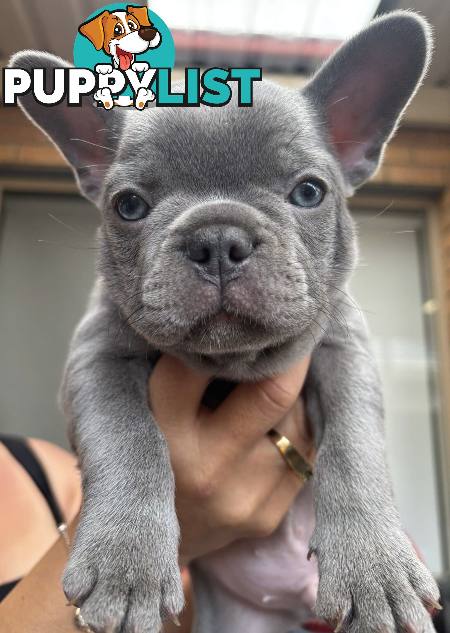 Pedigree French Bulldog Puppies