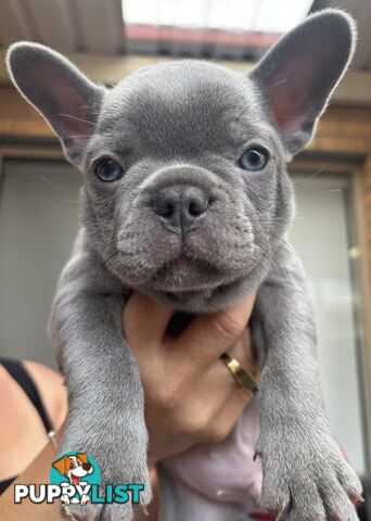 Pedigree French Bulldog Puppies