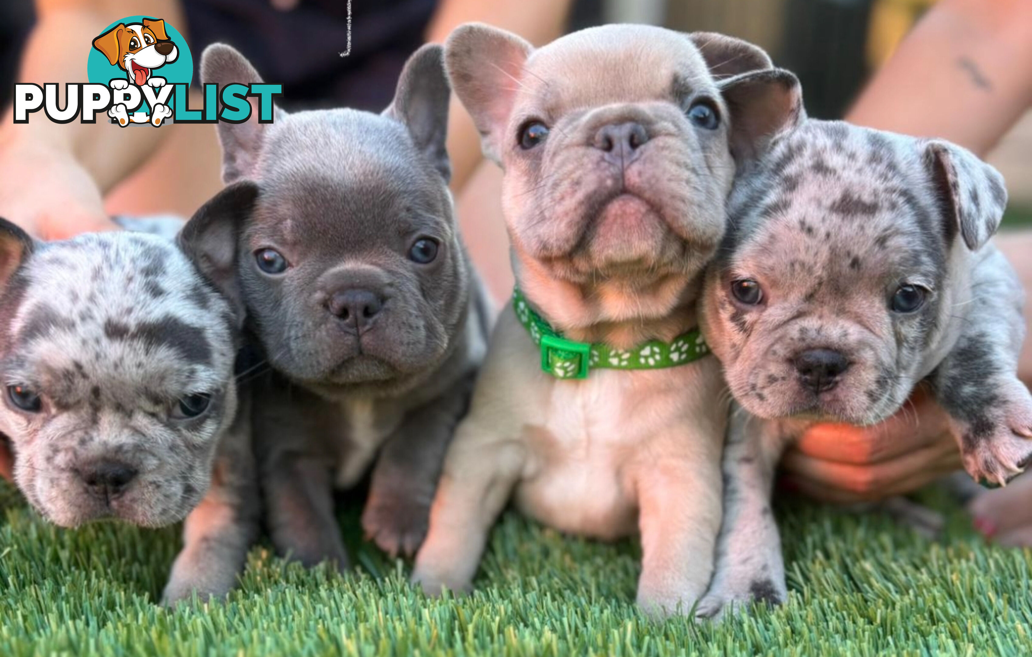 Pedigree French Bulldog Puppies