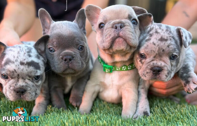 Pedigree French Bulldog Puppies