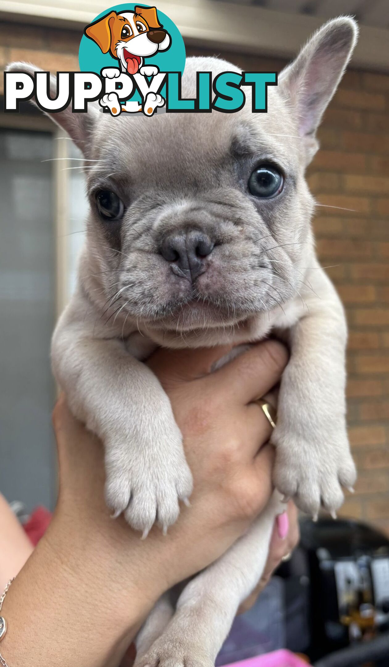 Pedigree French Bulldog Puppies