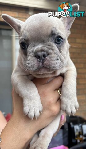 Pedigree French Bulldog Puppies