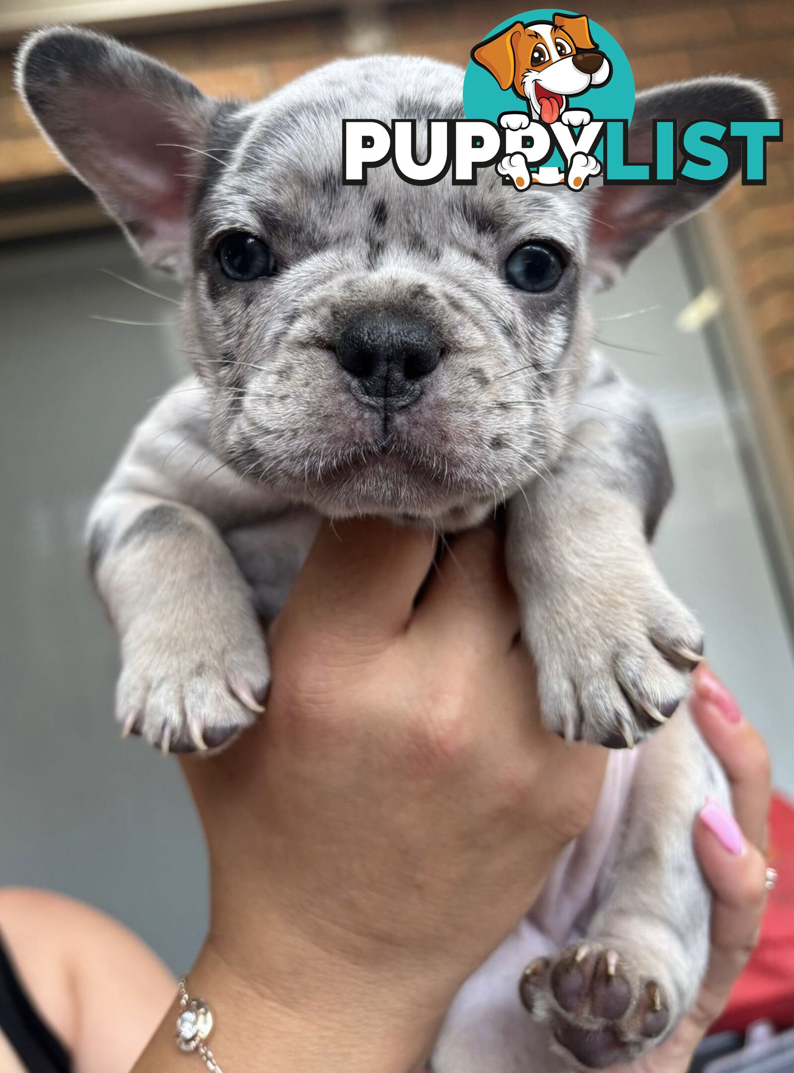 Pedigree French Bulldog Puppies