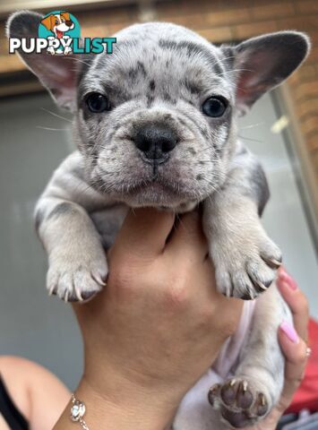 Pedigree French Bulldog Puppies