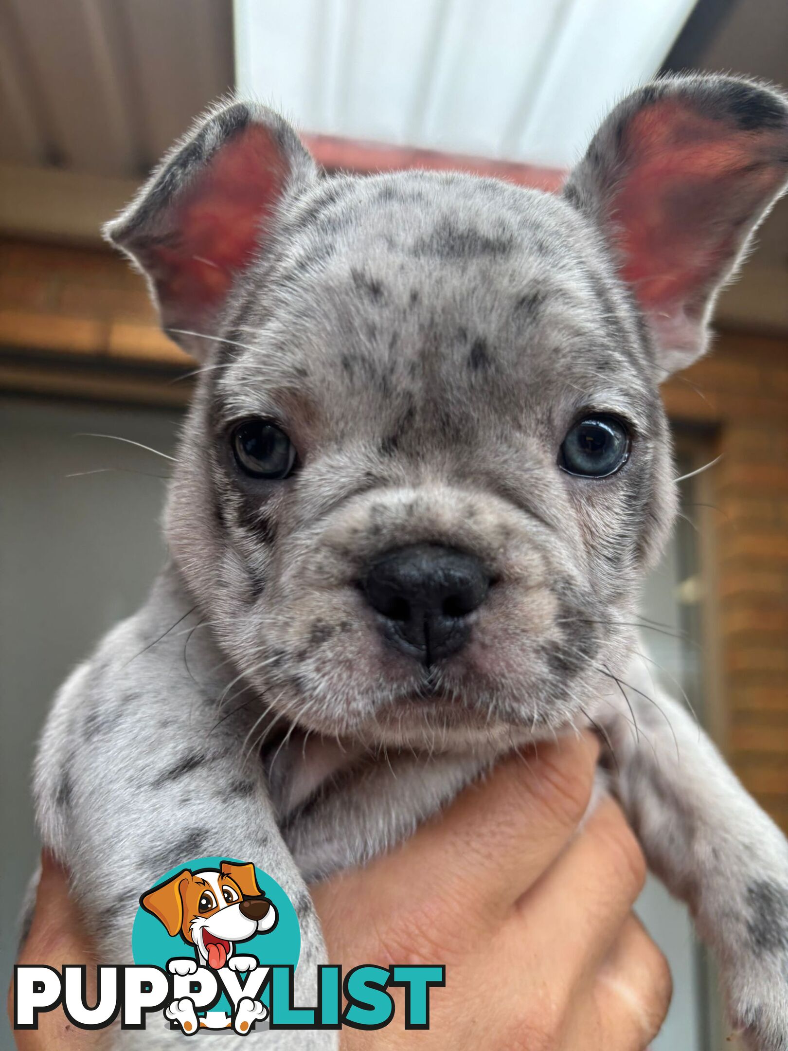 Pedigree French Bulldog Puppies