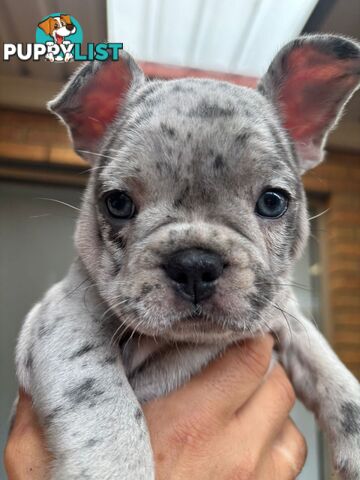 Pedigree French Bulldog Puppies