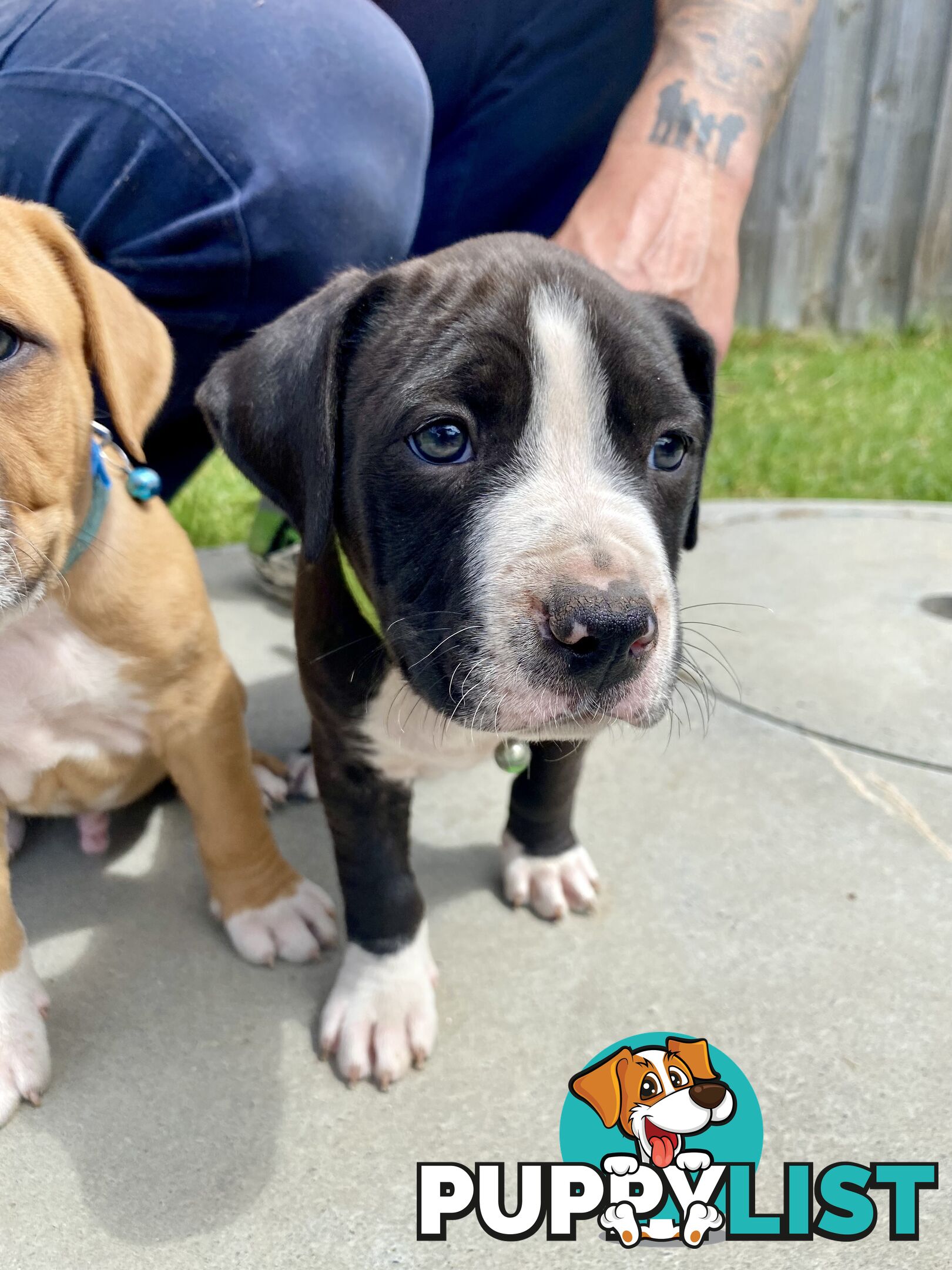 Purebred American Staffordshire  puppies