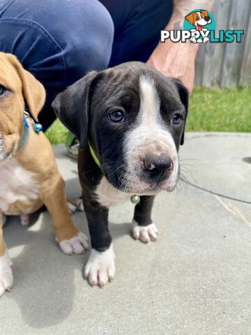 Purebred American Staffordshire  puppies