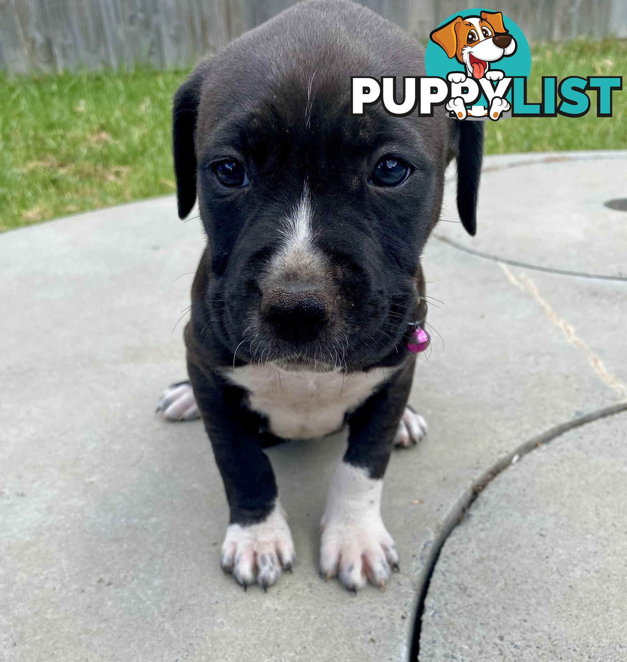 Purebred American Staffordshire  puppies