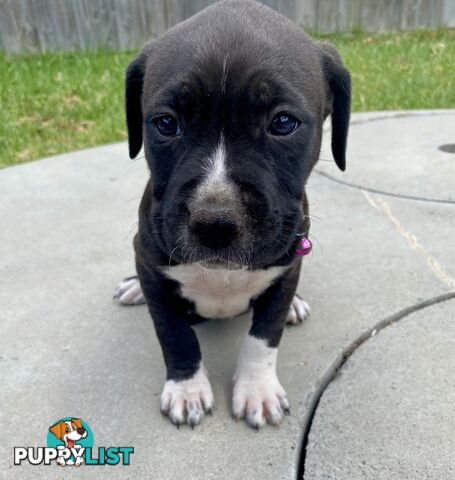 Purebred American Staffordshire  puppies