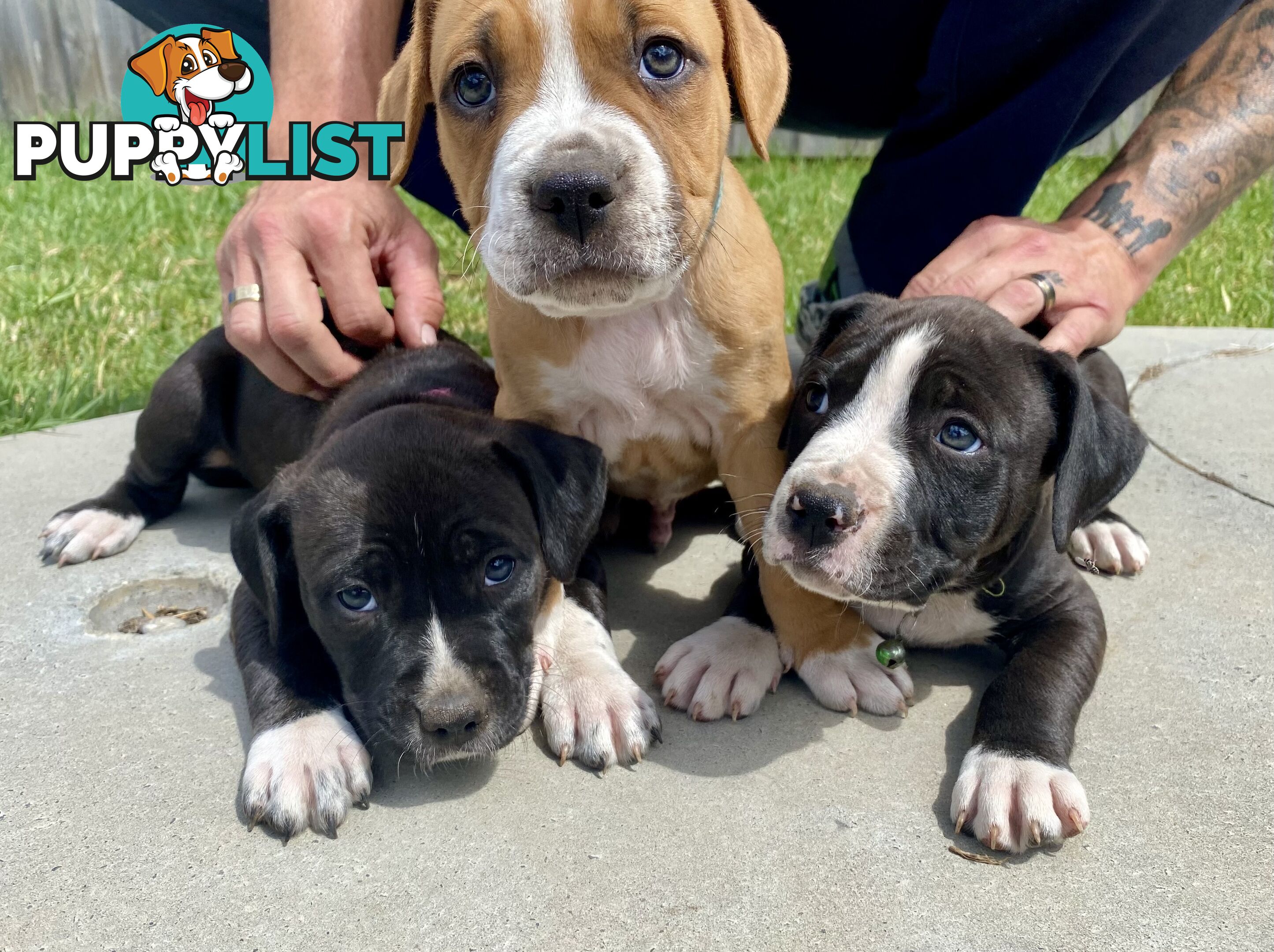 Purebred American Staffordshire  puppies