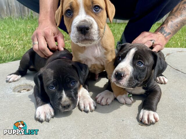 Purebred American Staffordshire  puppies