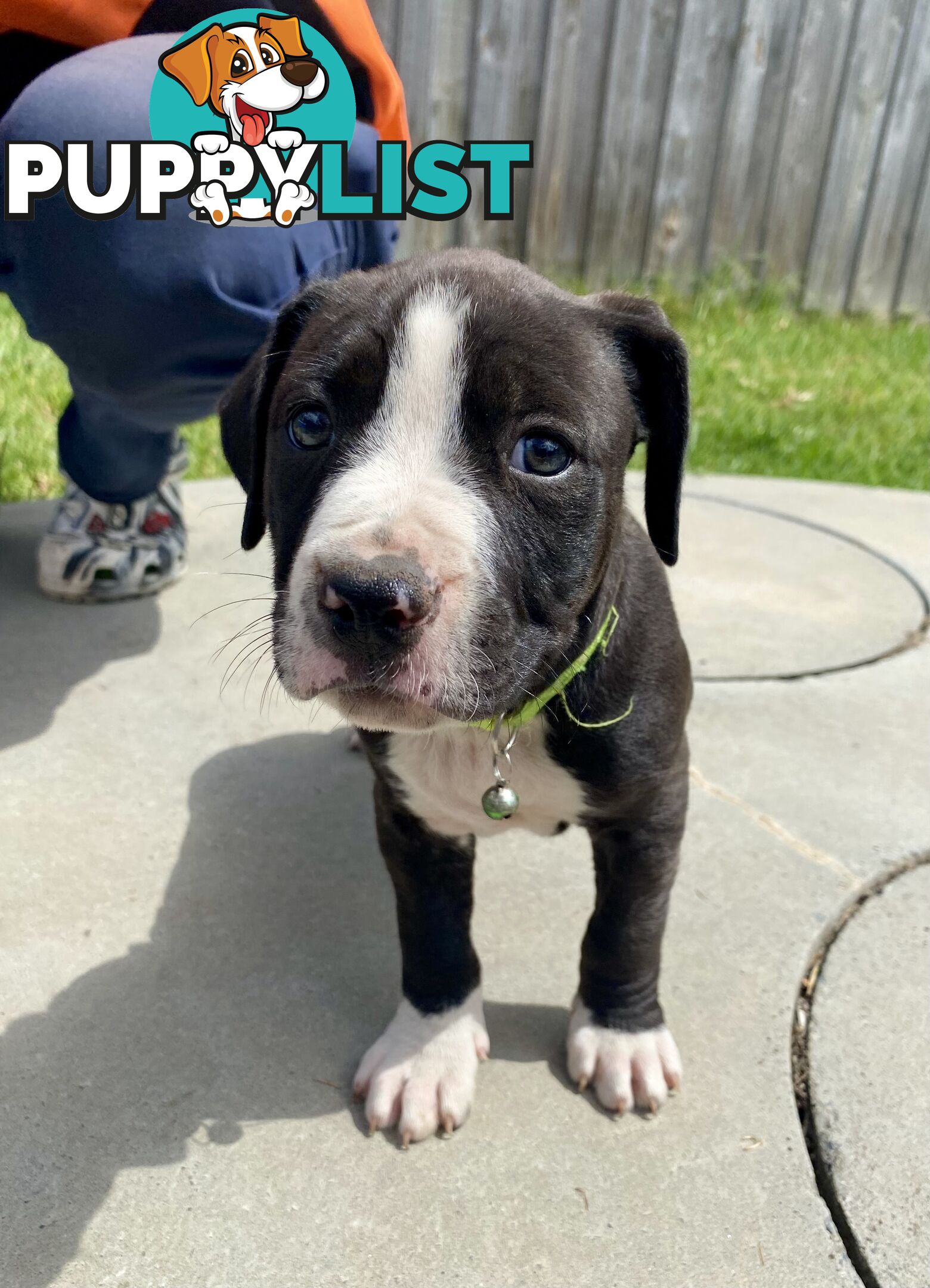 Purebred American Staffordshire  puppies