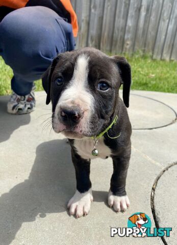 Purebred American Staffordshire  puppies