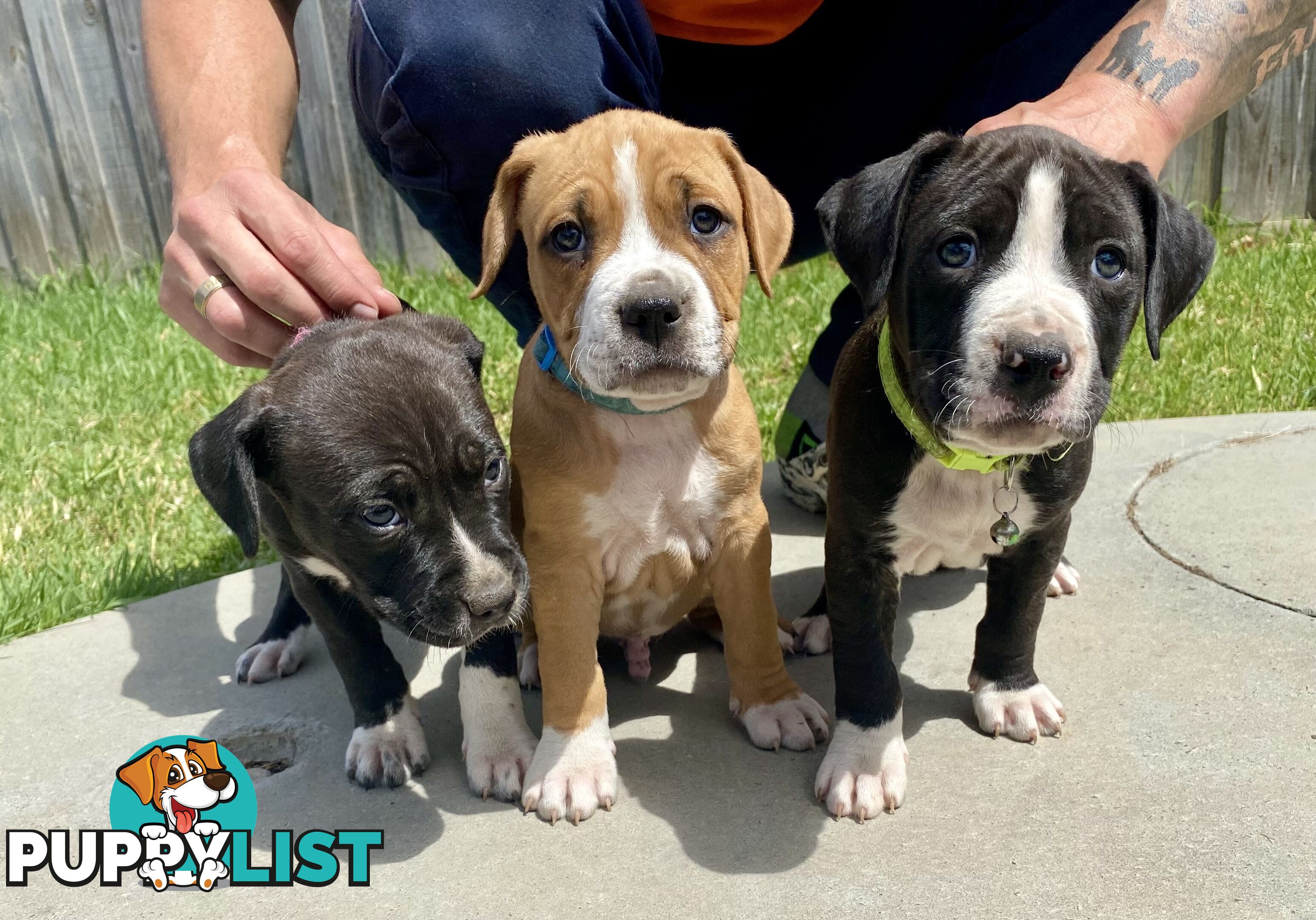 Purebred American Staffordshire  puppies