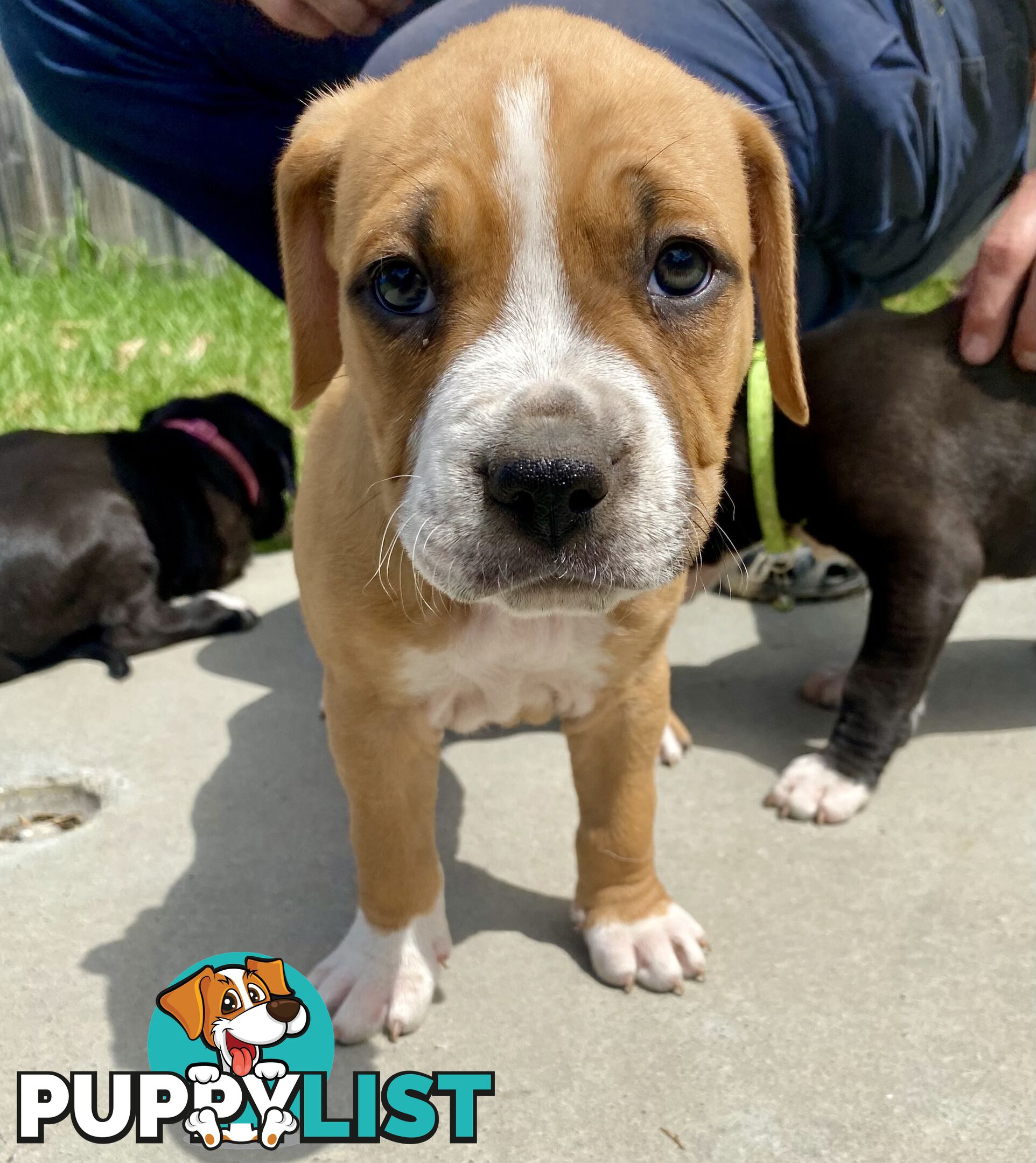 Purebred American Staffordshire  puppies