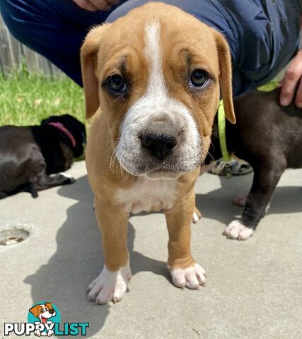 Purebred American Staffordshire  puppies