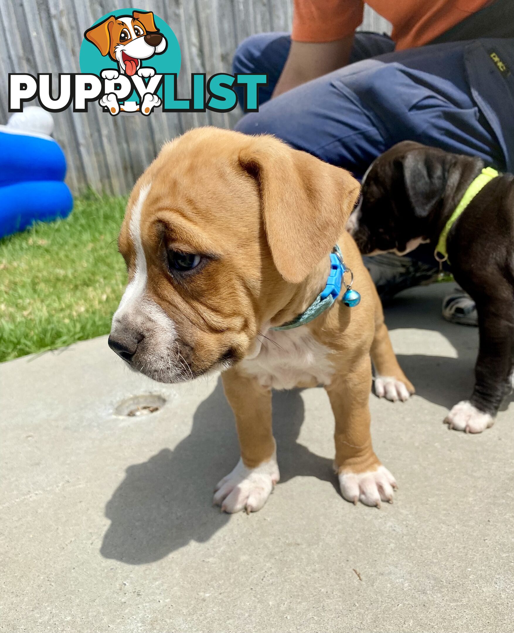 Purebred American Staffordshire  puppies