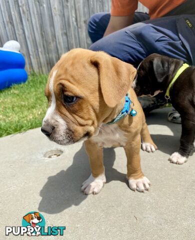 Purebred American Staffordshire  puppies