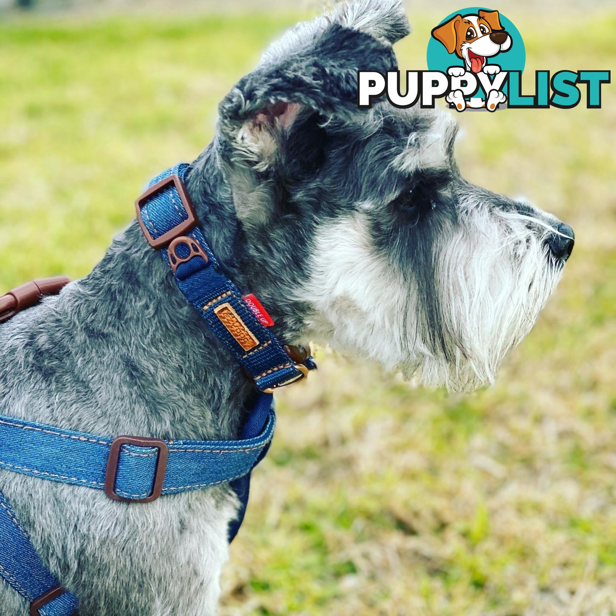 (PureBred) Miniature Schnauzer Puppies