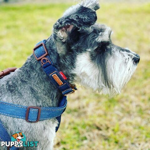 (PureBred) Miniature Schnauzer Puppies