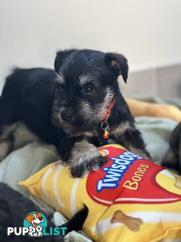 (PureBred) Miniature Schnauzer Puppies