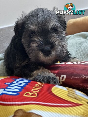 (PureBred) Miniature Schnauzer Puppies