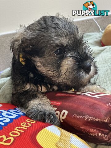 (PureBred) Miniature Schnauzer Puppies