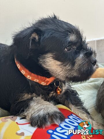 (PureBred) Miniature Schnauzer Puppies