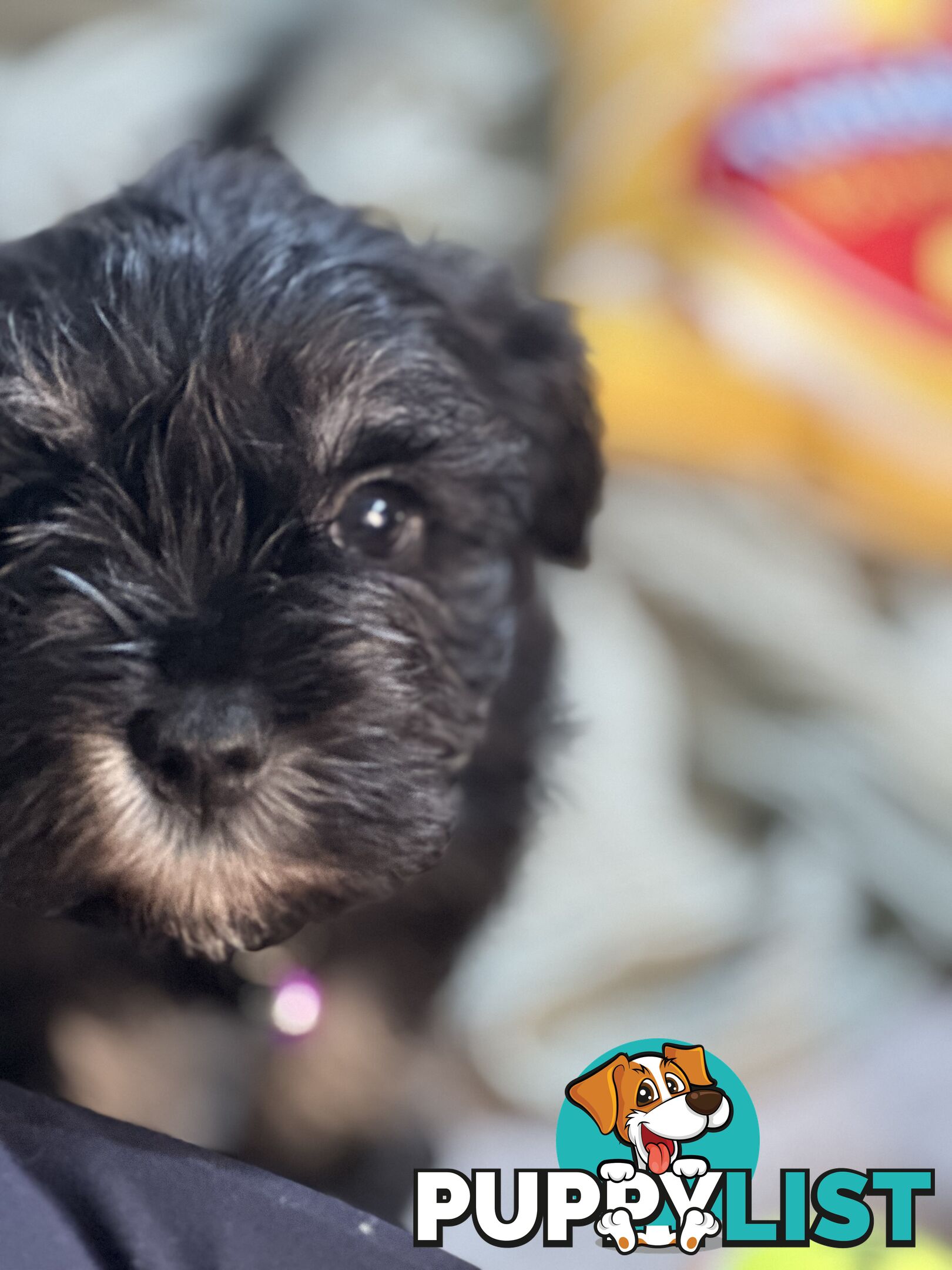 (PureBred) Miniature Schnauzer Puppies