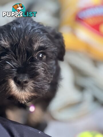 (PureBred) Miniature Schnauzer Puppies