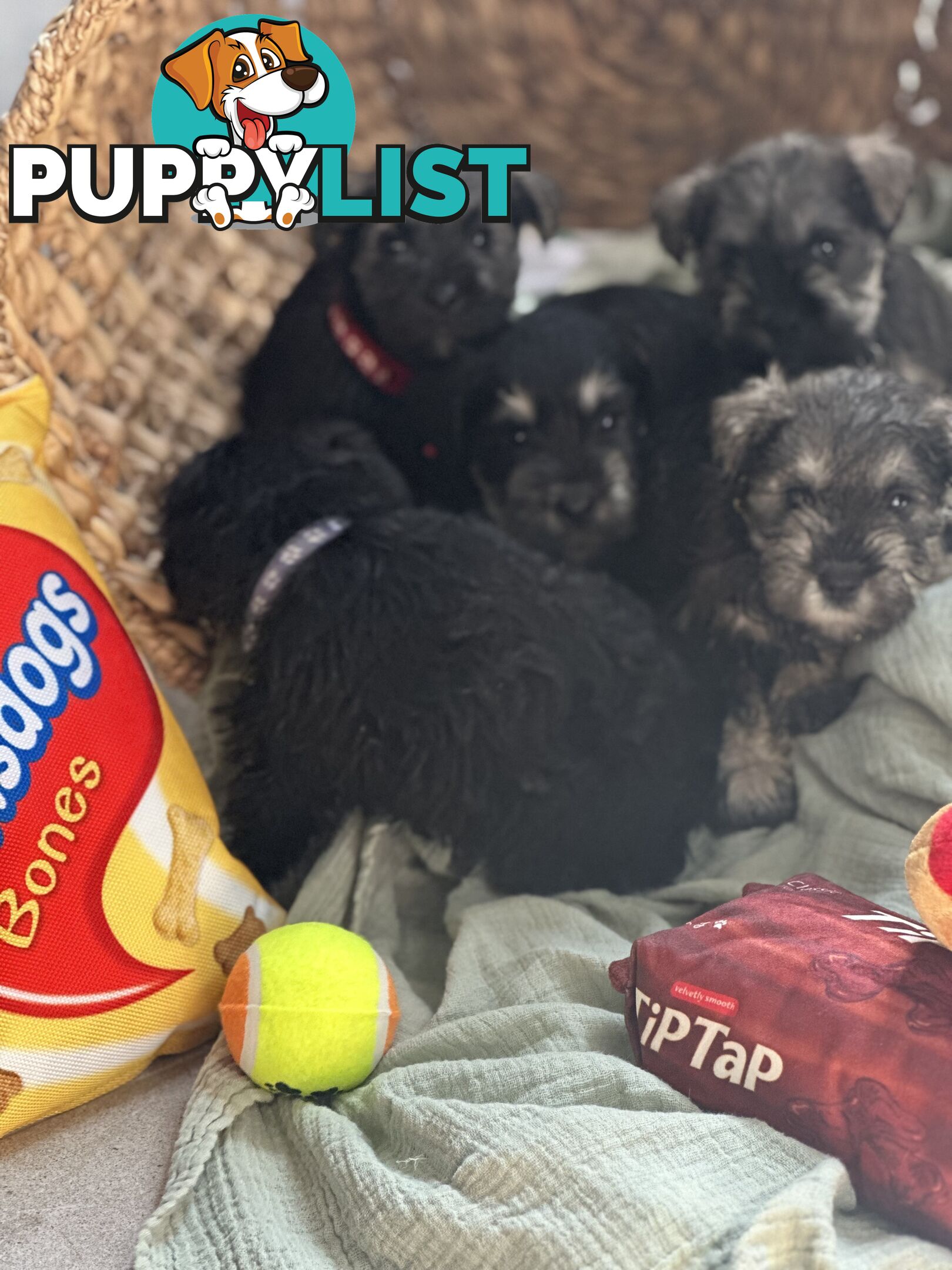 (PureBred) Miniature Schnauzer Puppies