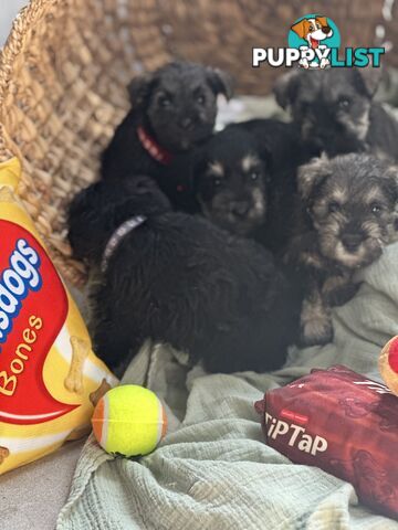 (PureBred) Miniature Schnauzer Puppies