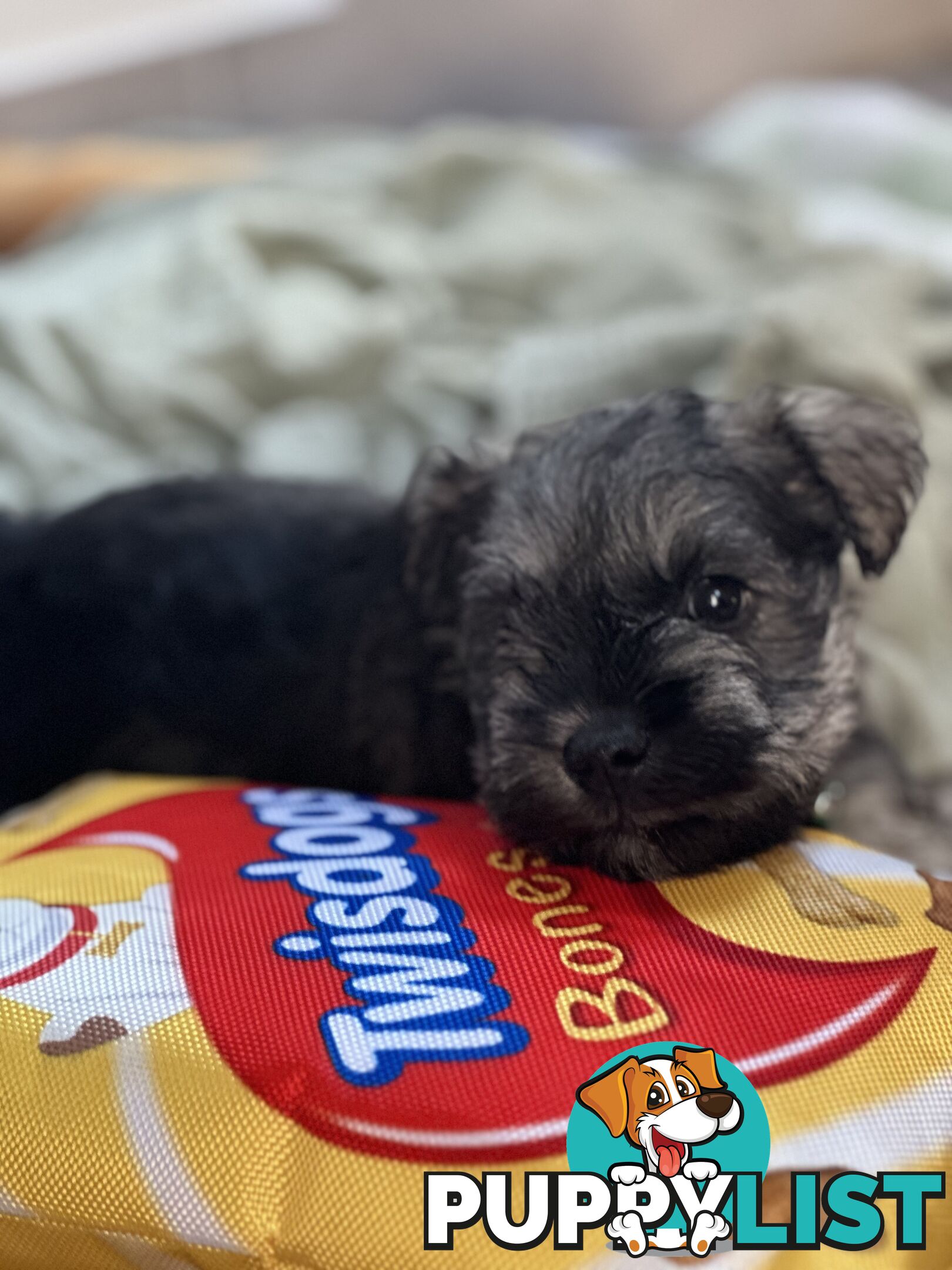 (PureBred) Miniature Schnauzer Puppies