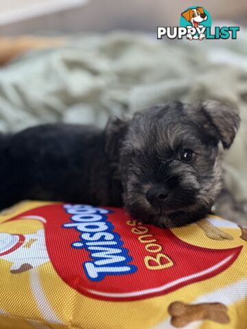 (PureBred) Miniature Schnauzer Puppies