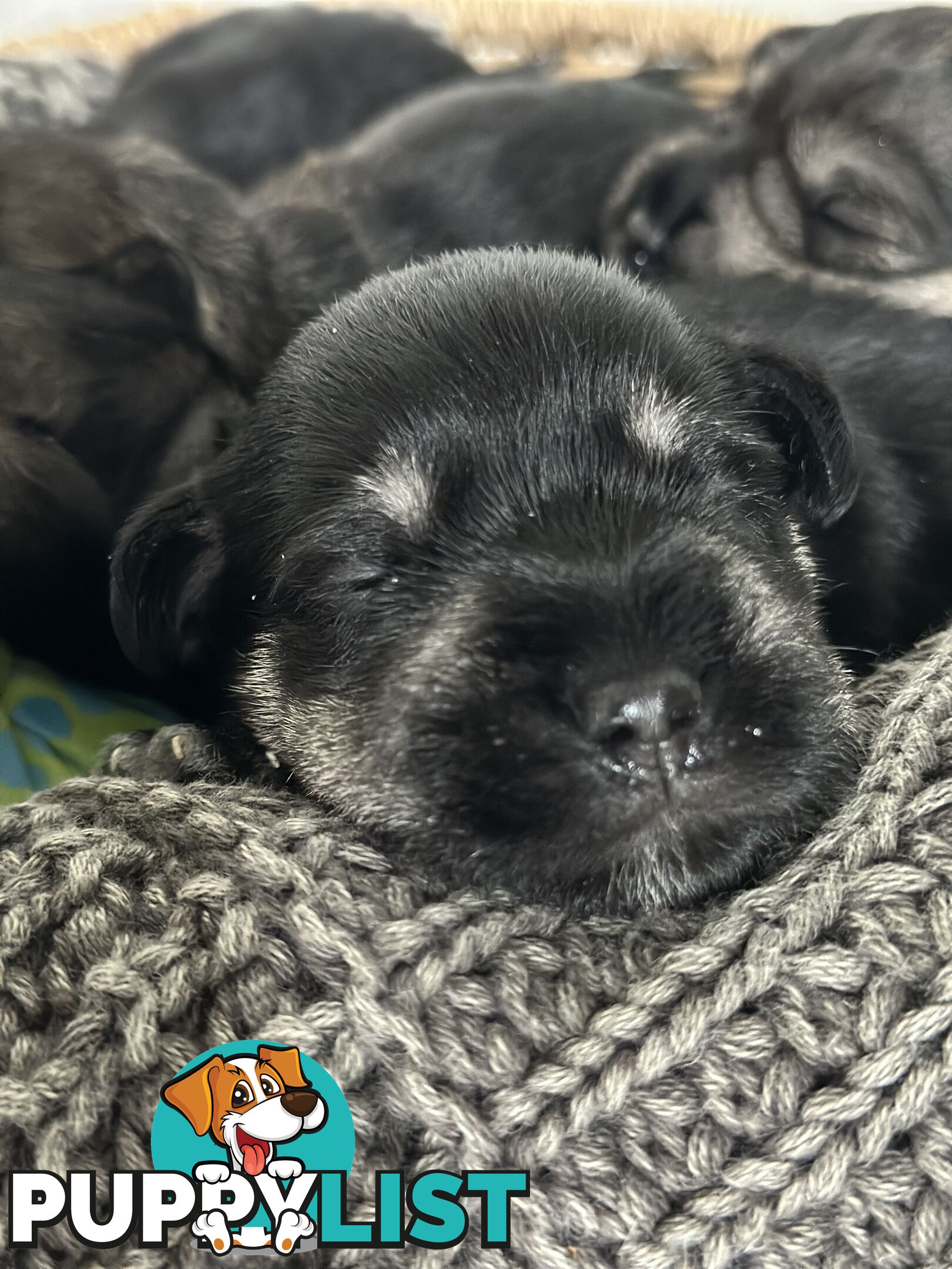 (PureBred) Miniature Schnauzer Puppies