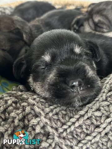 (PureBred) Miniature Schnauzer Puppies