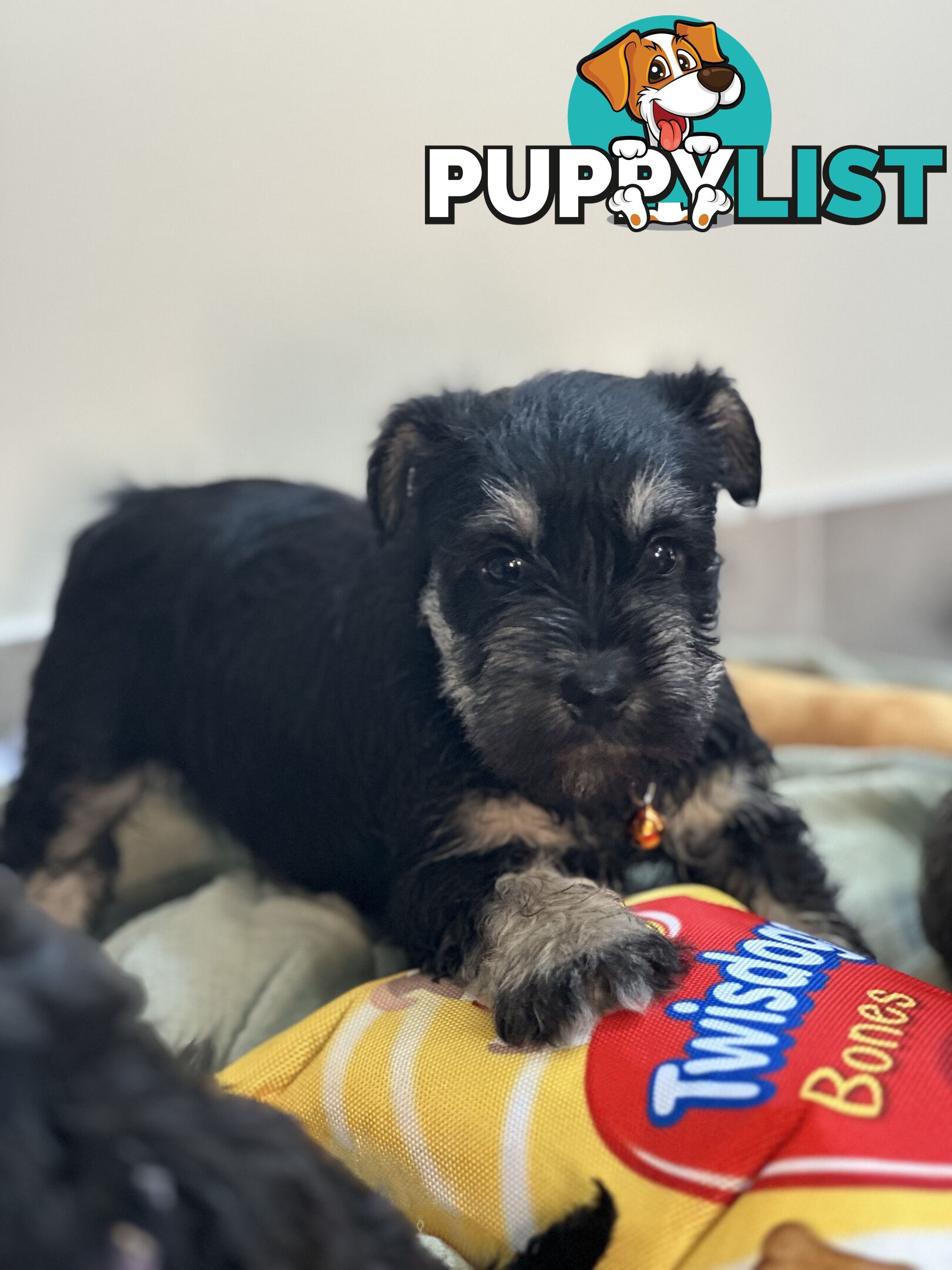 (PureBred) Miniature Schnauzer Puppies