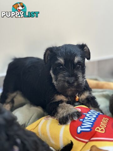 (PureBred) Miniature Schnauzer Puppies