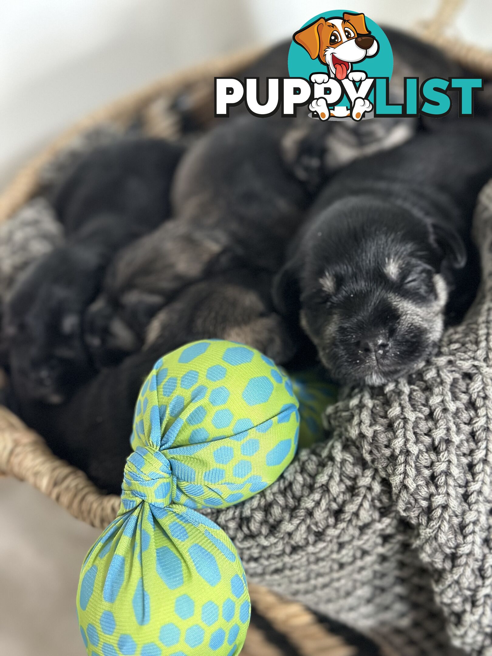 (PureBred) Miniature Schnauzer Puppies