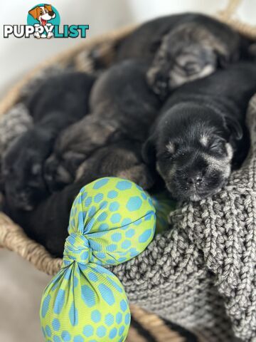 (PureBred) Miniature Schnauzer Puppies