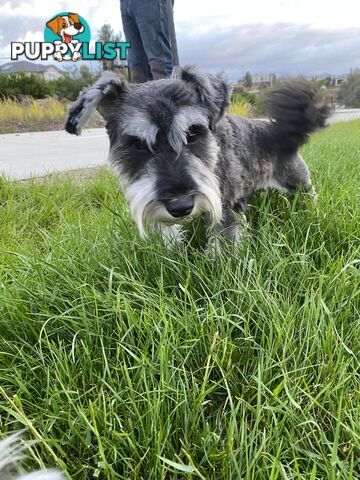 (PureBred) Miniature Schnauzer Puppies