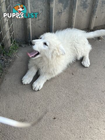 PUREBRED SWISS SHEPHERD