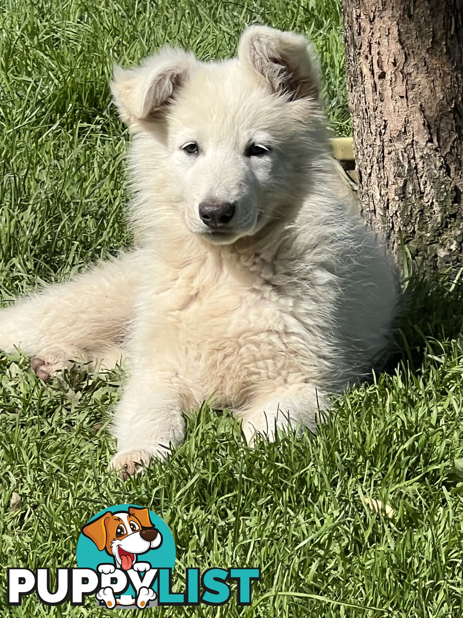 PUREBRED SWISS SHEPHERD