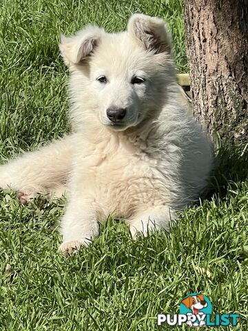 PUREBRED SWISS SHEPHERD