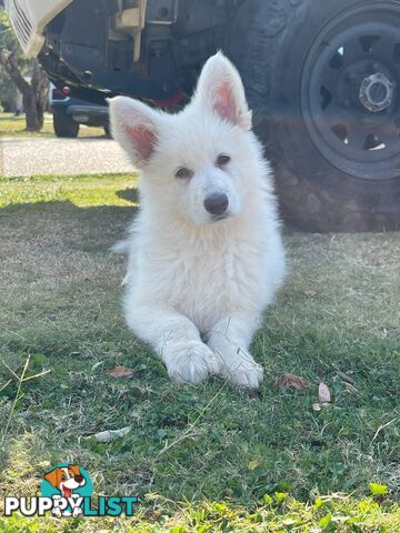 PUREBRED SWISS SHEPHERD