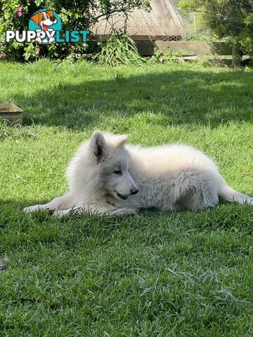 PUREBRED SWISS SHEPHERD