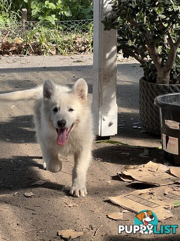 PUREBRED SWISS SHEPHERD