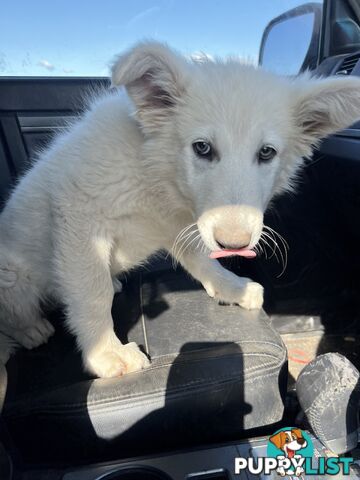 PUREBRED SWISS SHEPHERD