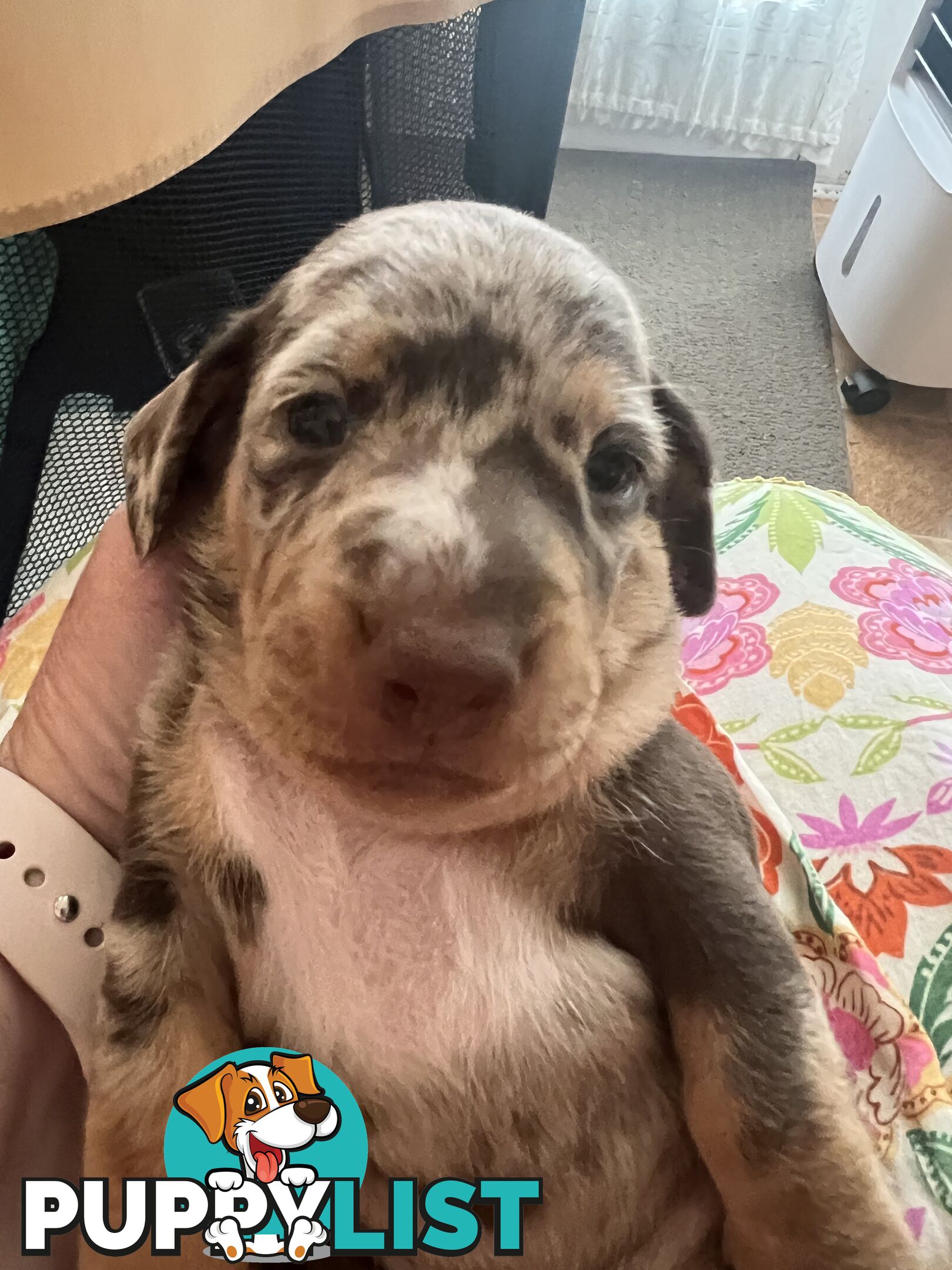 Miniature Dachshund puppies